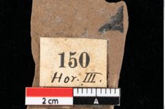 Foto (Detailansicht) von Glyptostrobus europaeus Brongniart (NHMW-GEO-2024-0188-0150)